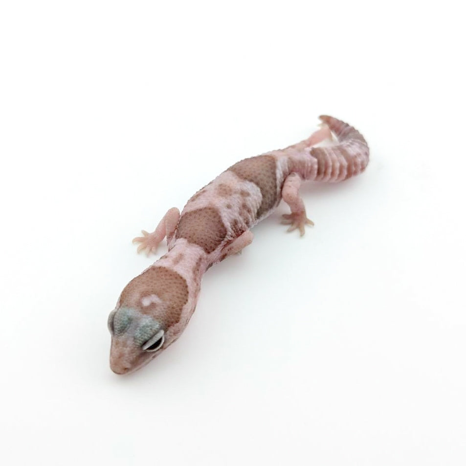 Woキャラメルスノー