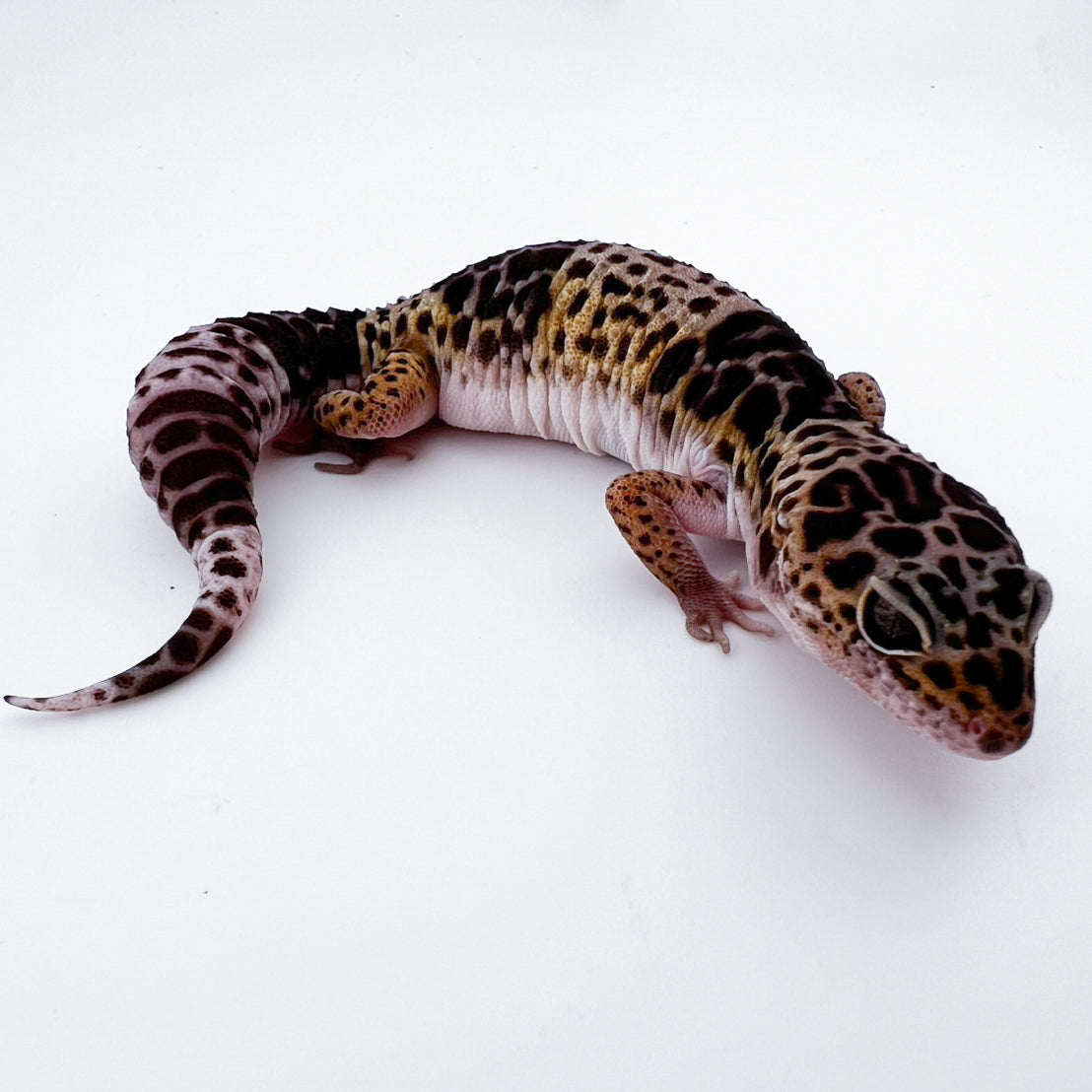 ダイオウトカゲモドキ