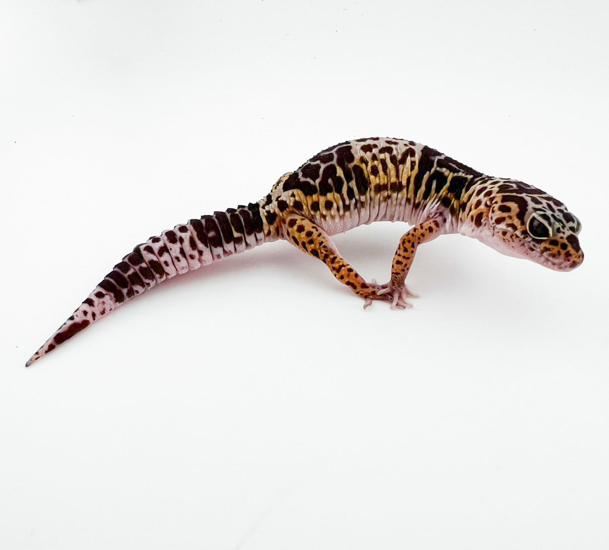 ダイオウトカゲモドキ