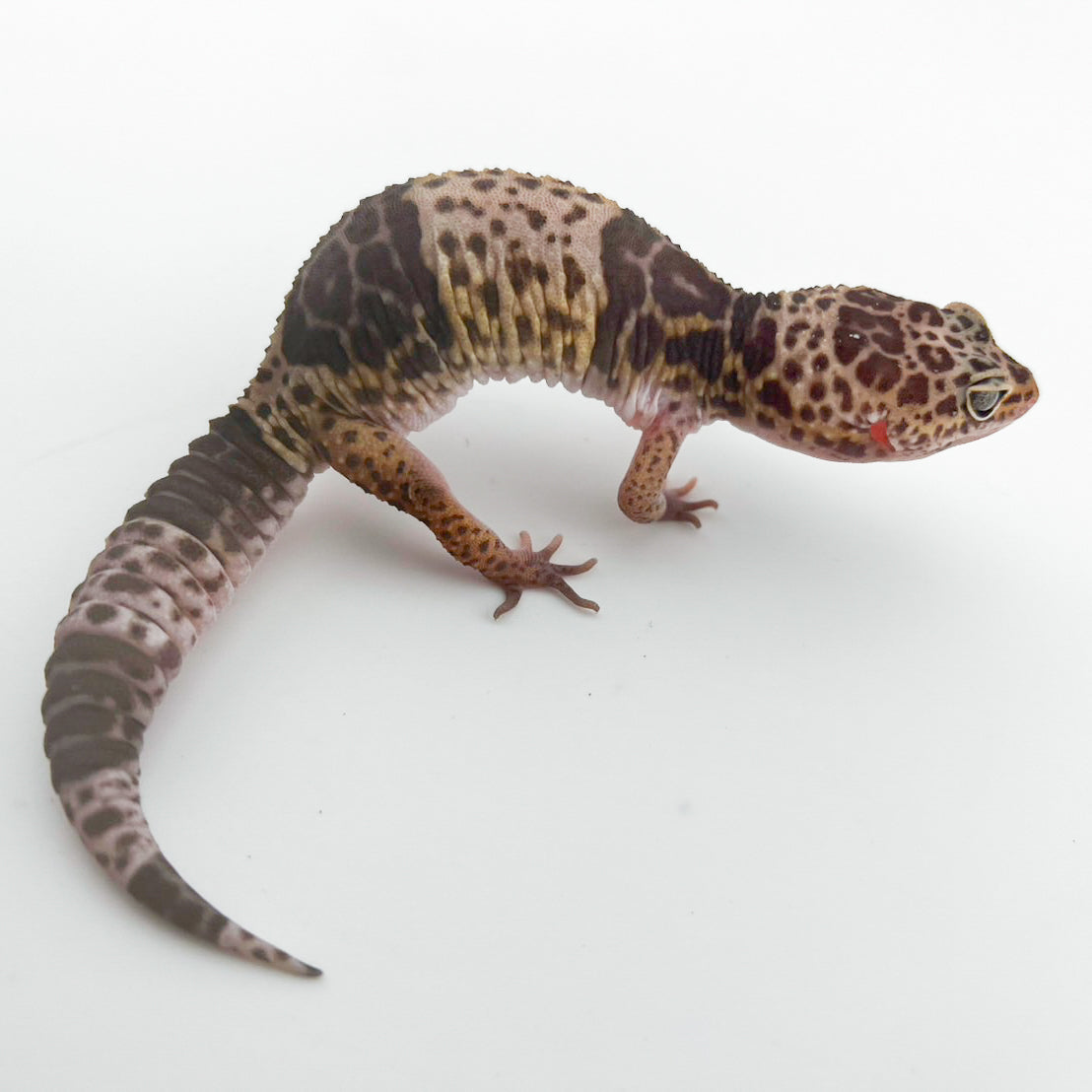 ダイオウトカゲモドキ