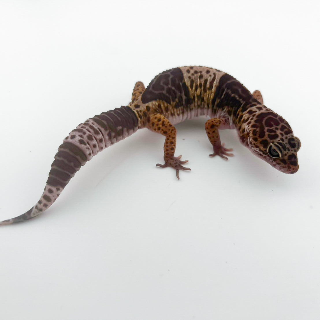 ダイオウトカゲモドキ