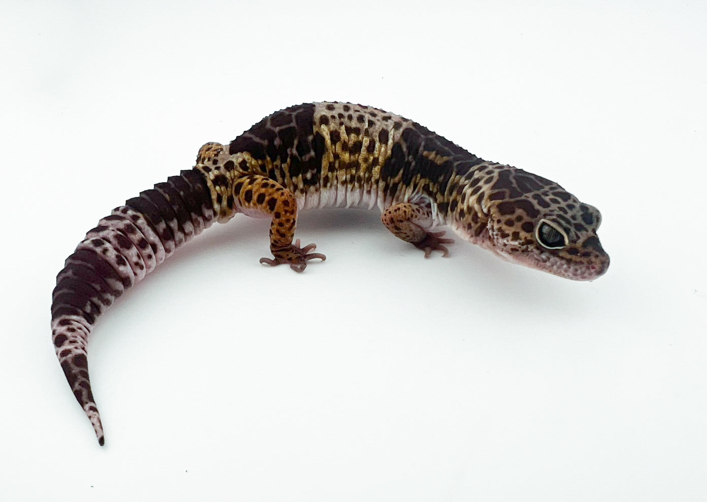 ダイオウトカゲモドキ