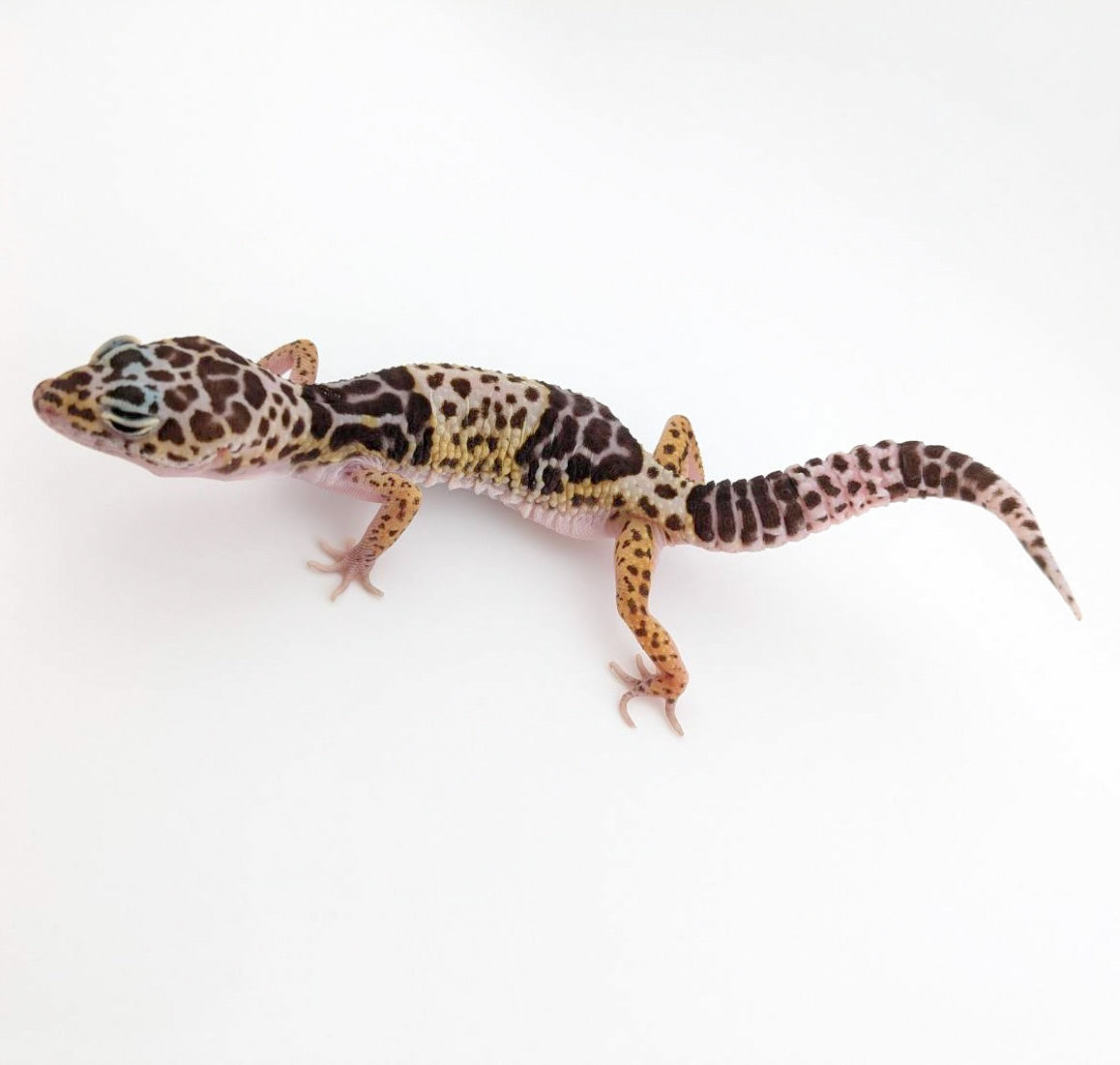 ダイオウトカゲモドキ