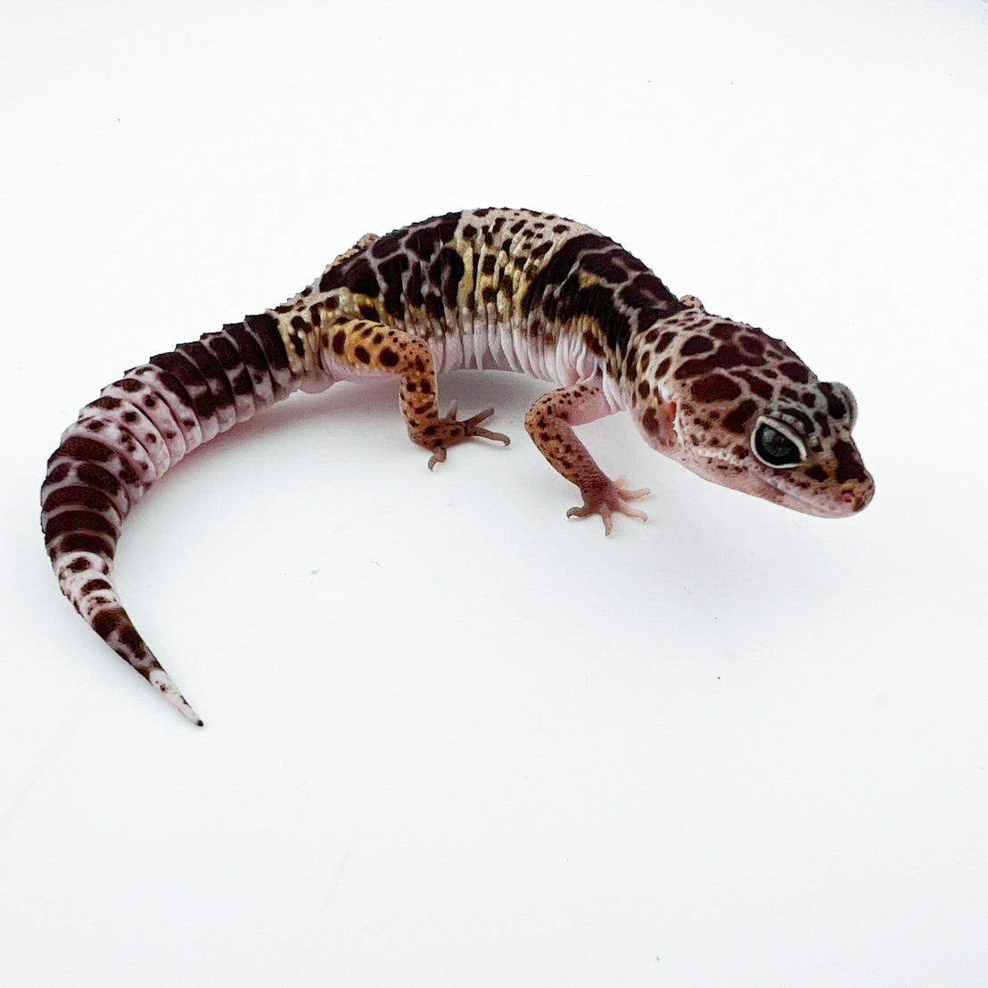 ダイオウトカゲモドキ