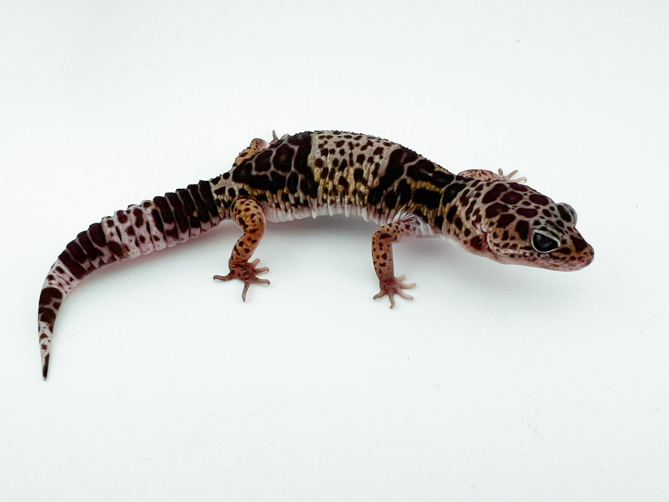 ダイオウトカゲモドキ