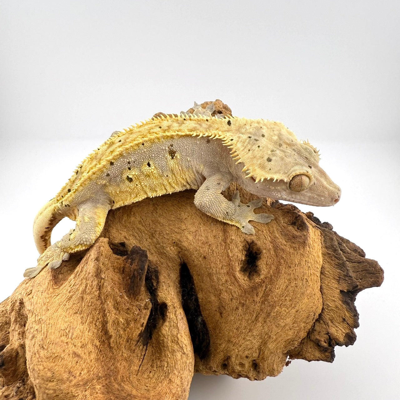 クレステッドゲッコー