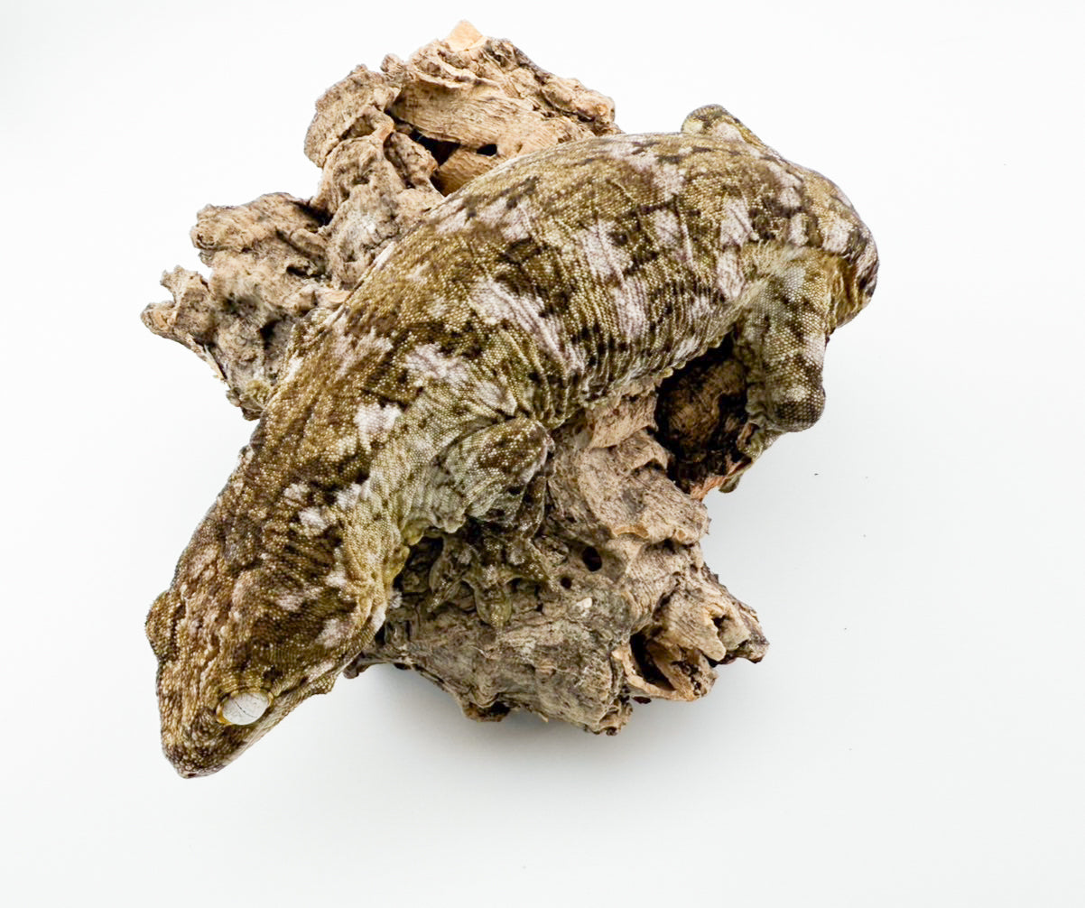 ジャイアントゲッコー モロ