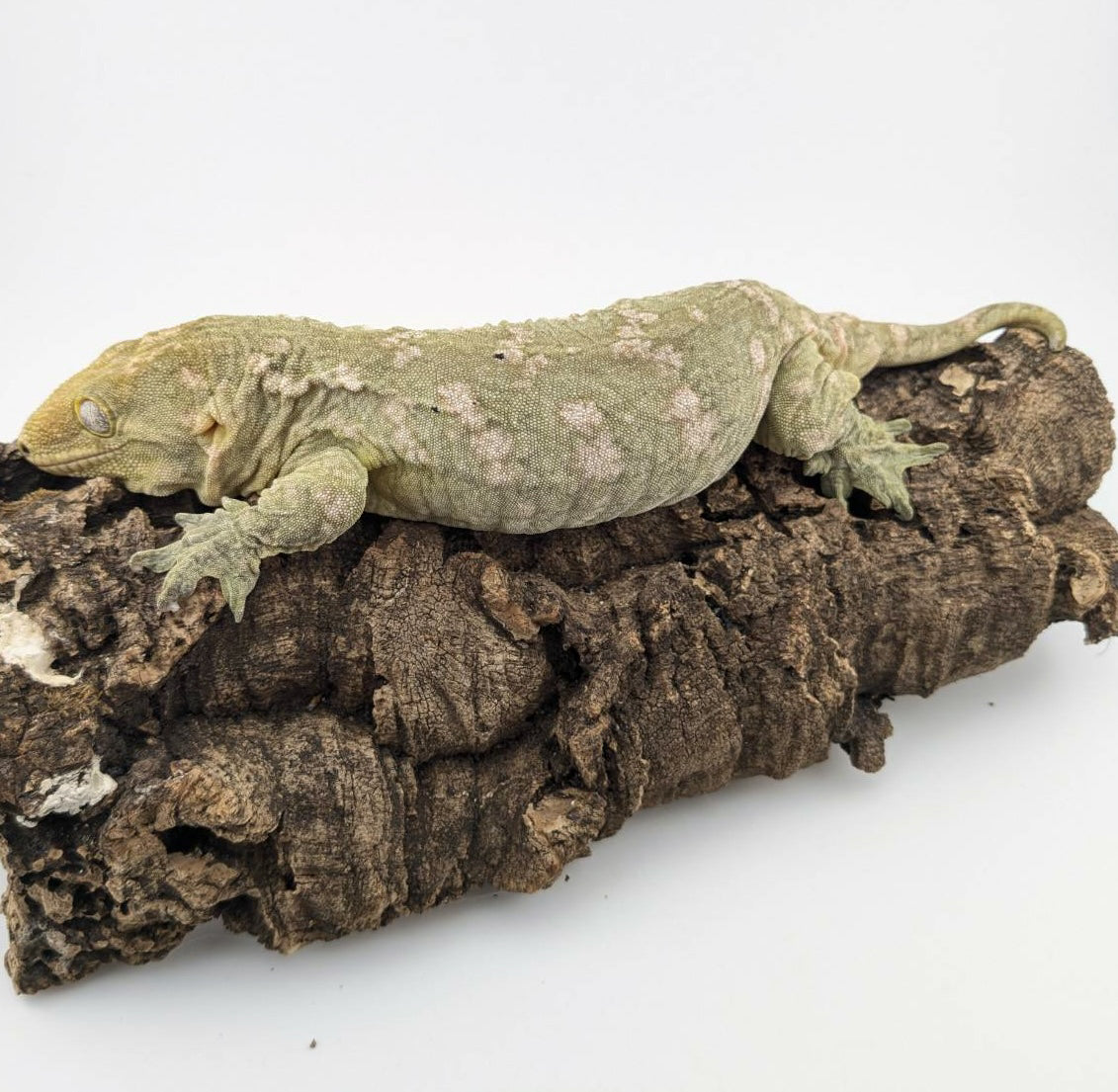 ジャイアントゲッコー ヘンケリー – REPTILES TOKYO