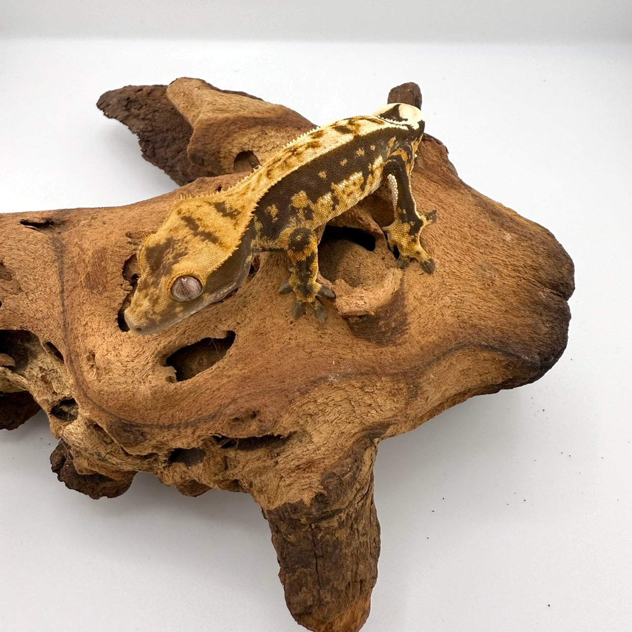 クレステッドゲッコー エクストリームハーレキン