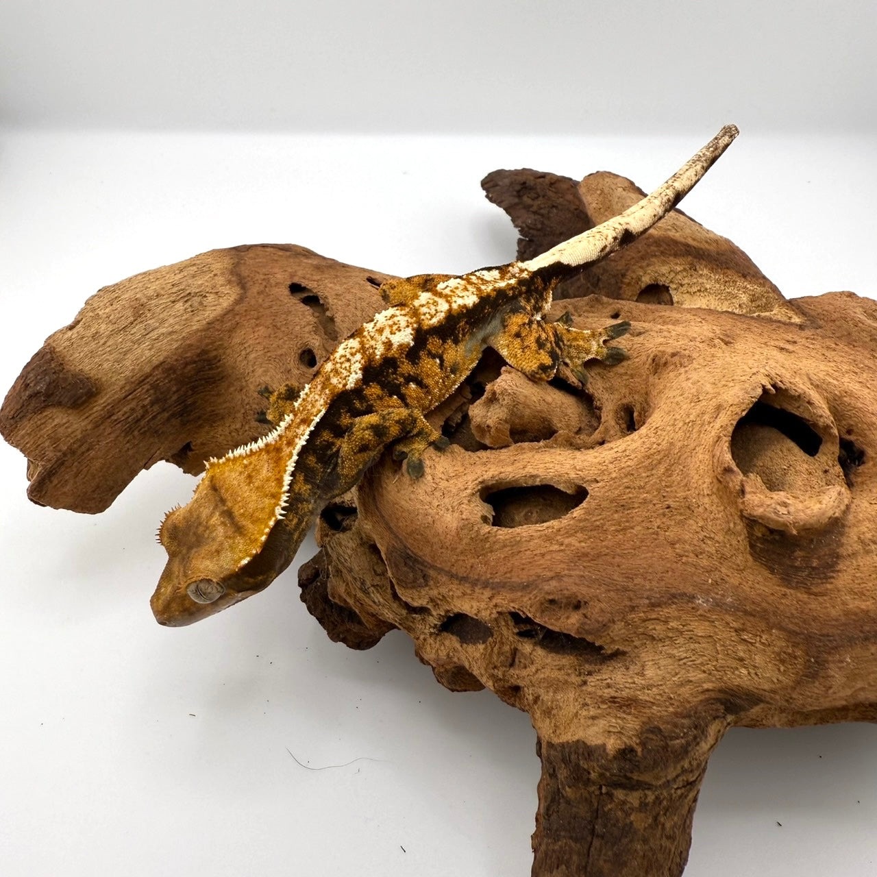 クレステッドゲッコー トリカラーハーレキン