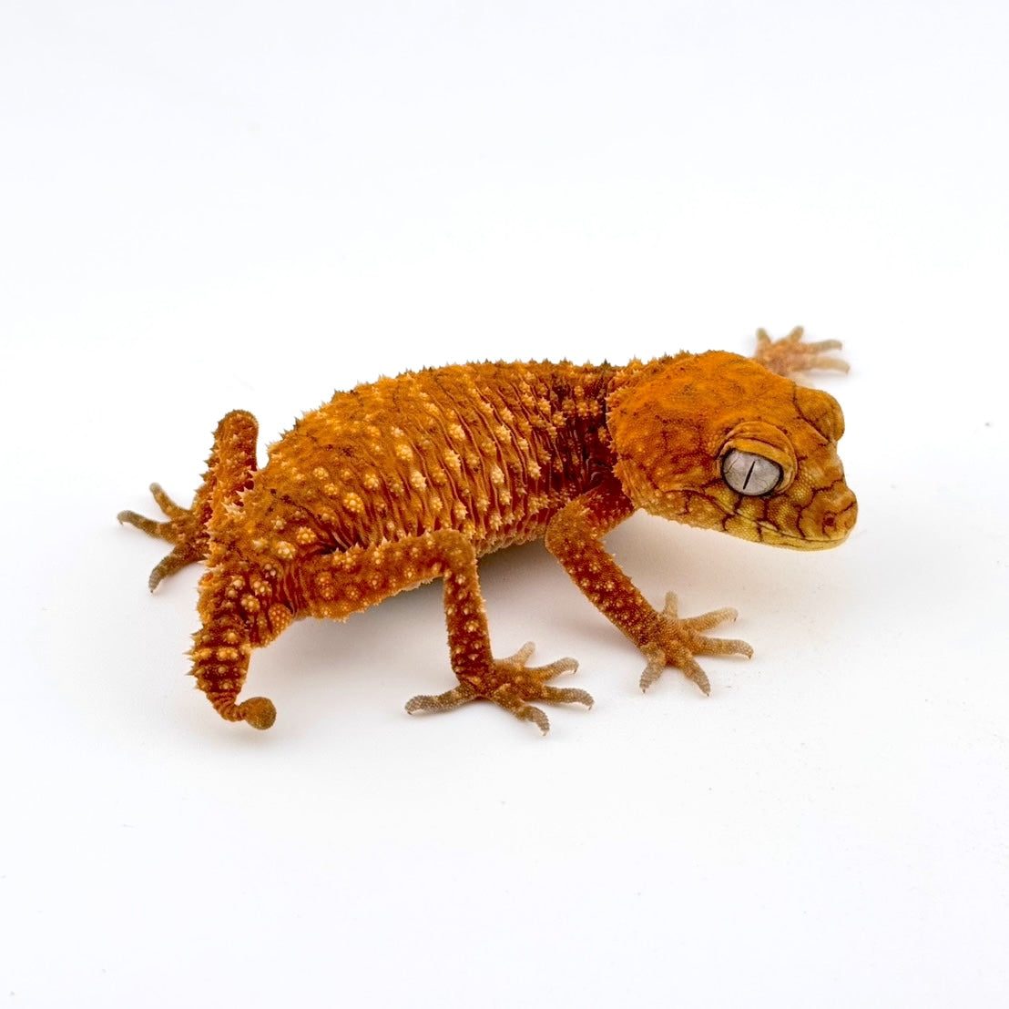 オニタマオヤモリ