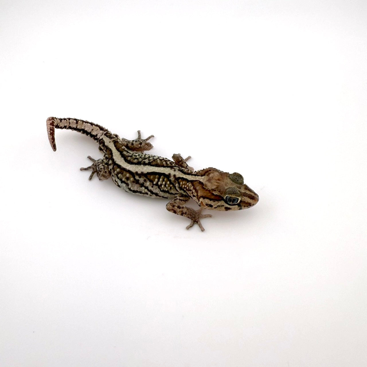 ソメワケササクレヤモリ