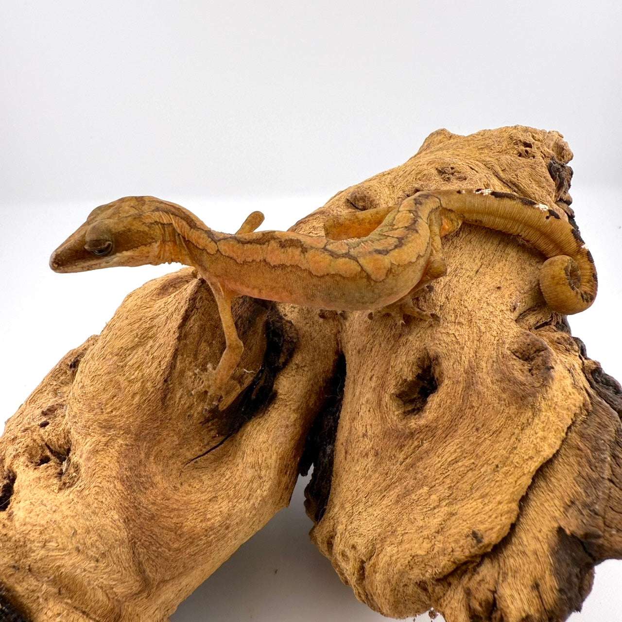 マレーキャットゲッコー