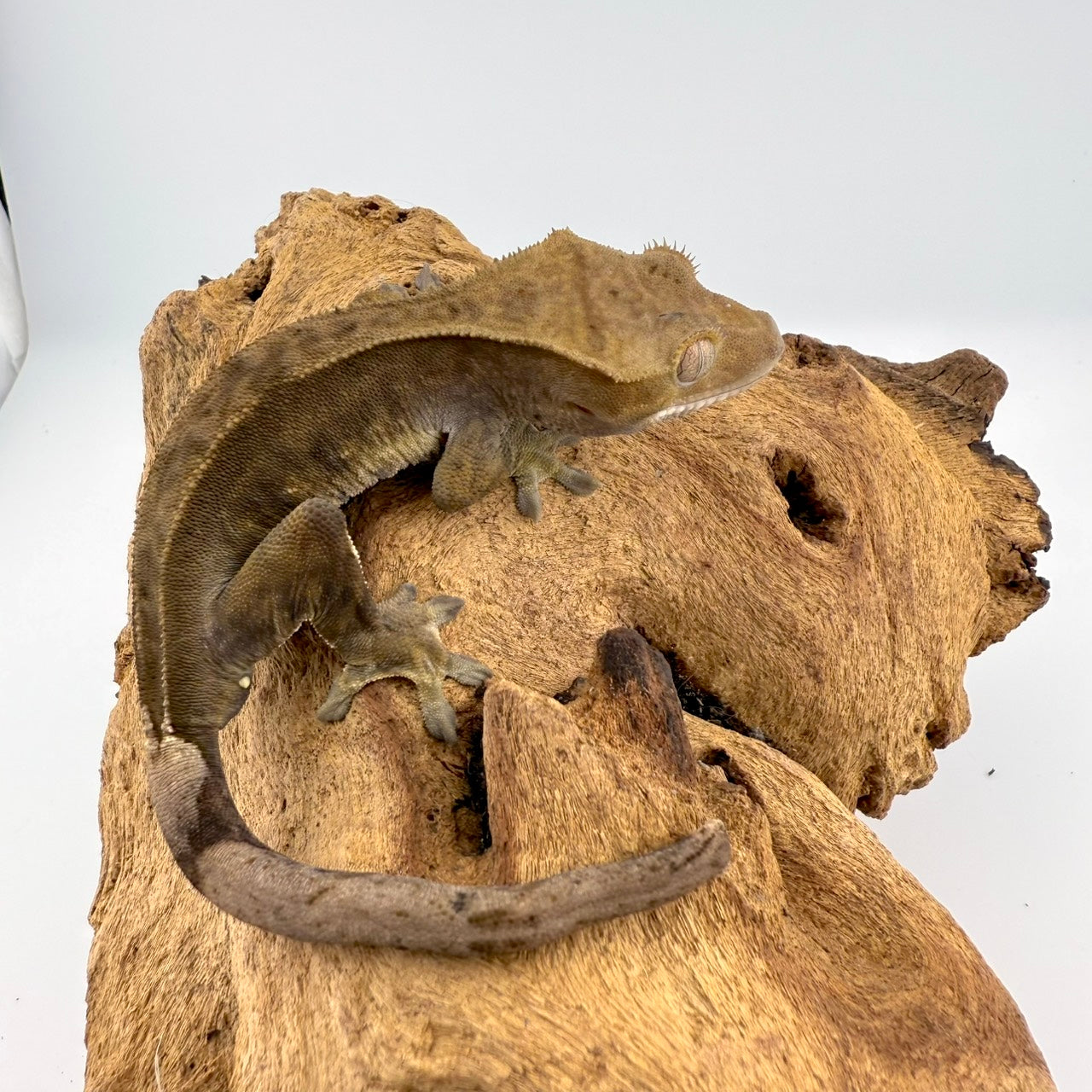 クレステッドゲッコー ダークファントム