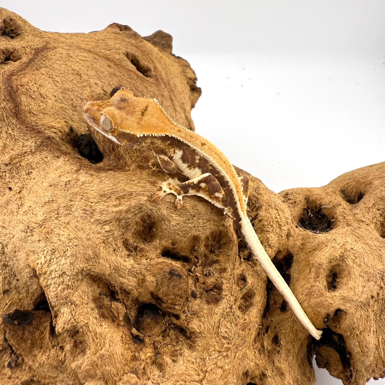 クレステッドゲッコー リリーホワイト