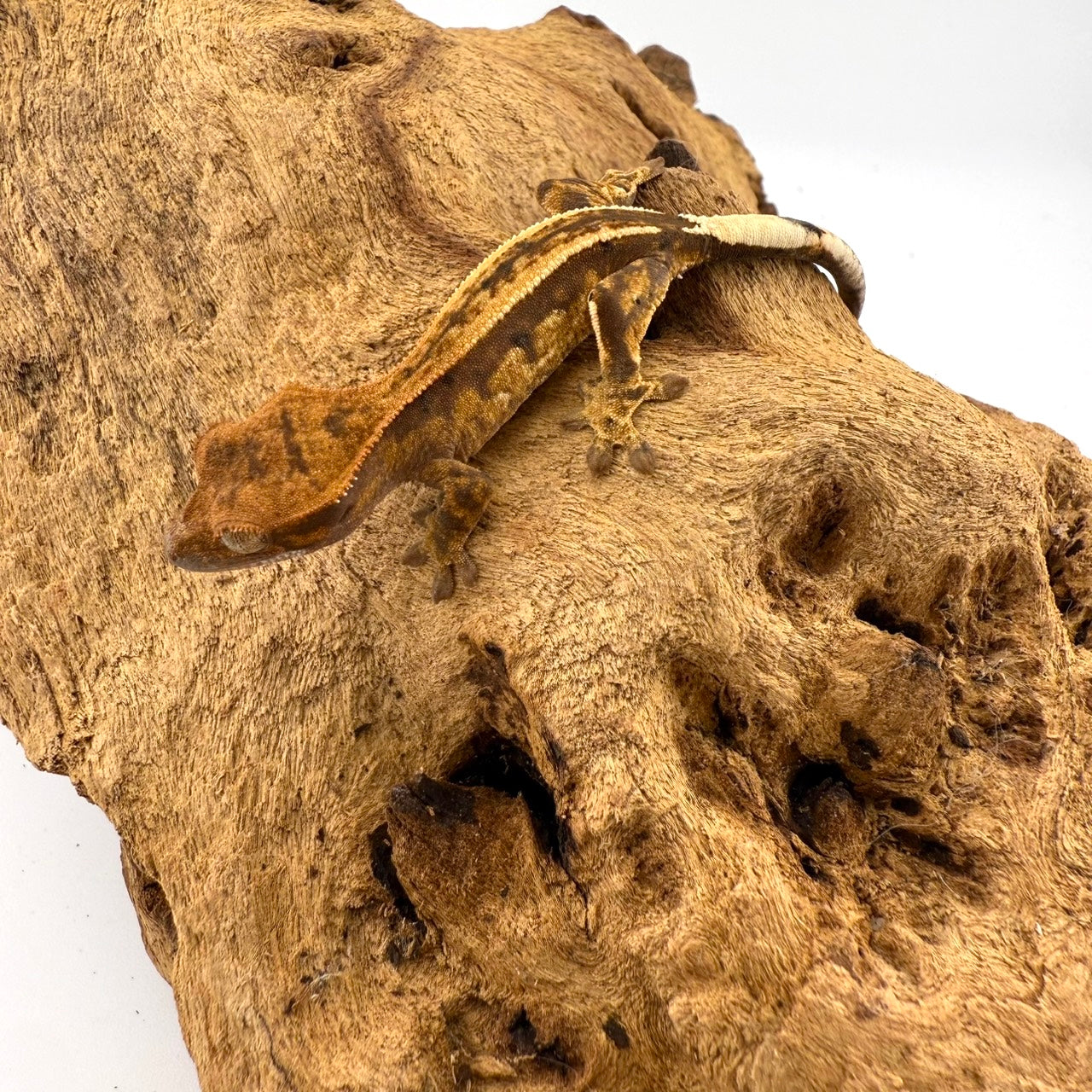 クレステッドゲッコー カプチーノ