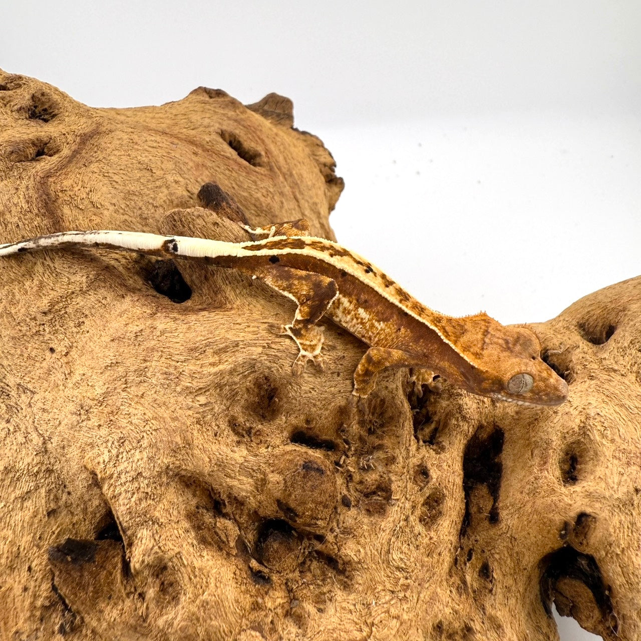 クレステッドゲッコー カプチーノ