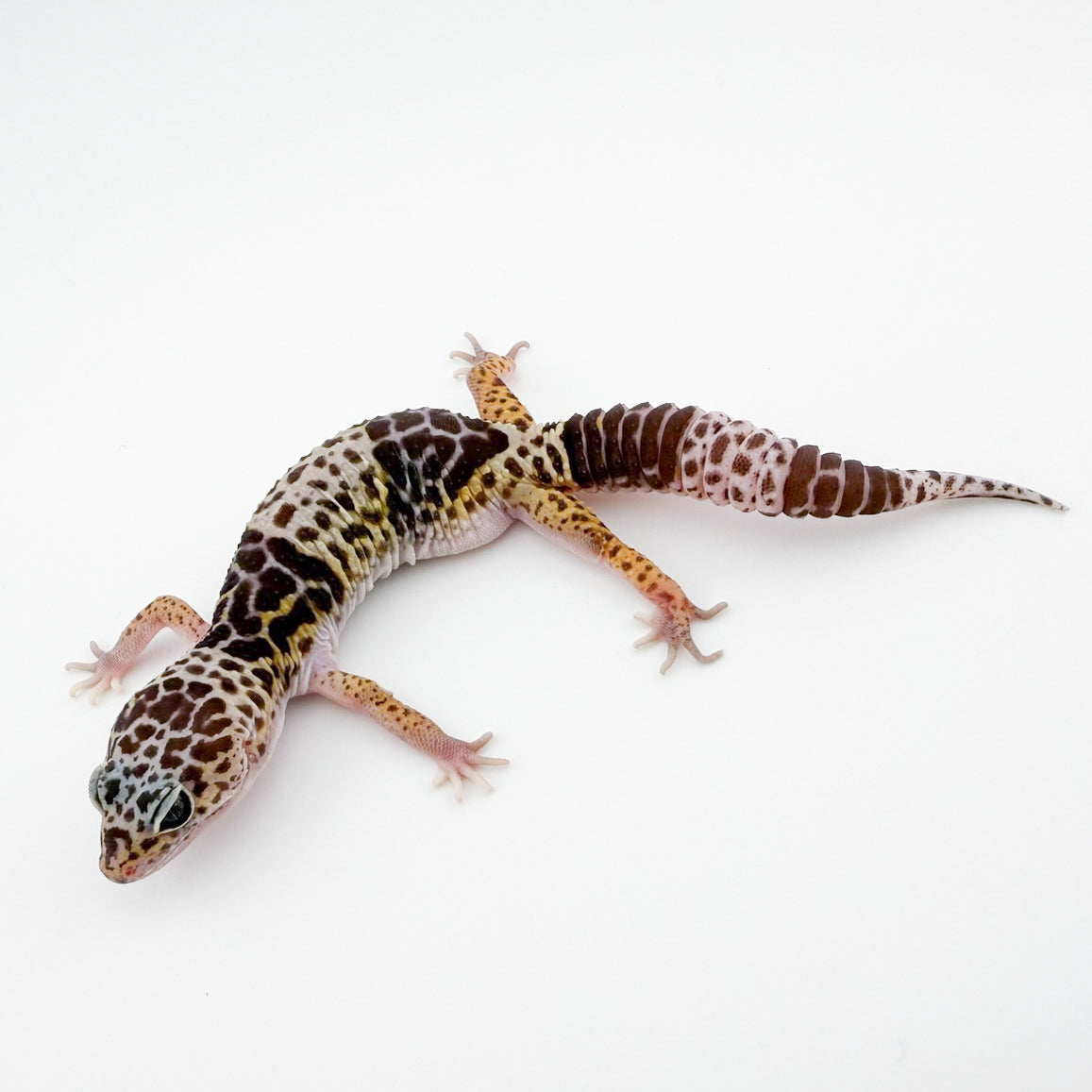 ダイオウトカゲモドキ