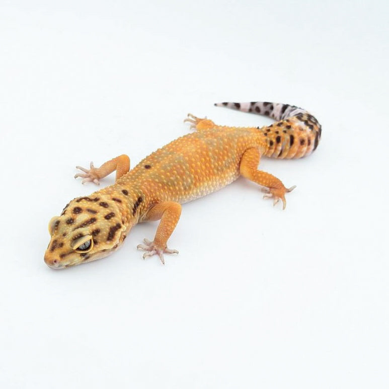 ブラックブラッドトレンパー