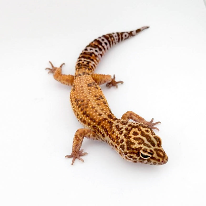 スーパータンジェロ