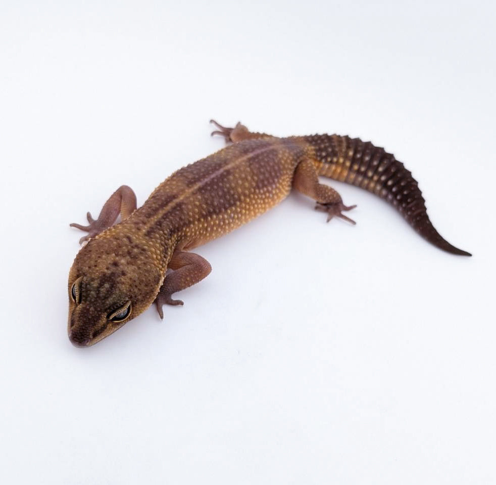 ダークラヴァブラックナイト