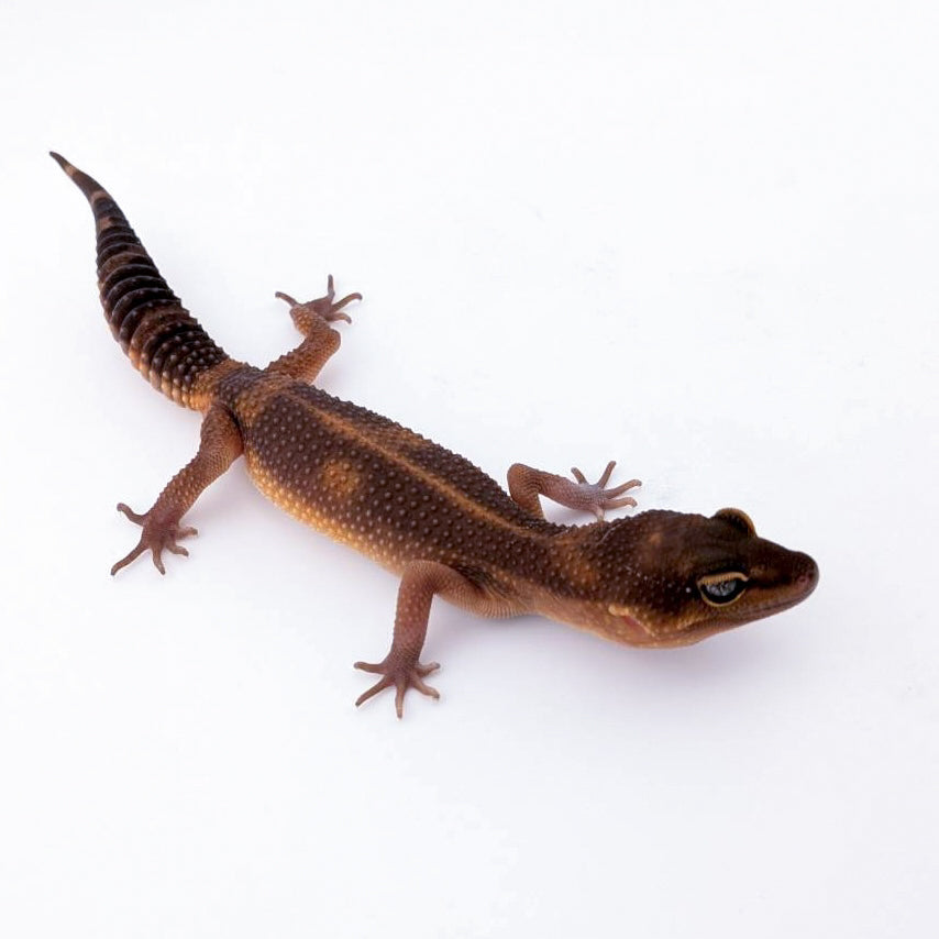 ラヴァブラックナイト