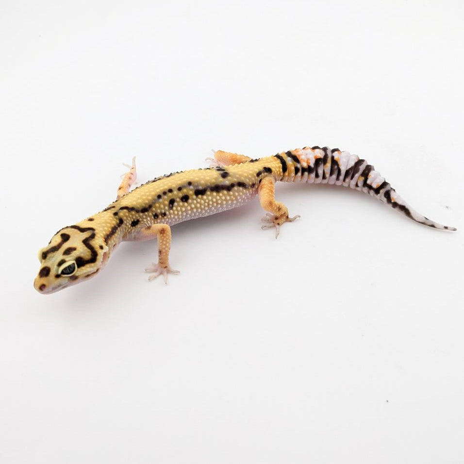 タンジェリンボールドジャングル