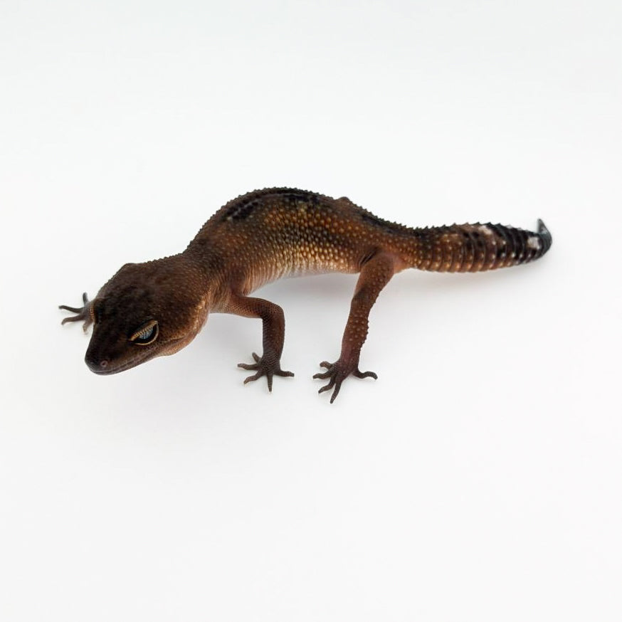 ダークブラックナイトマンダリン