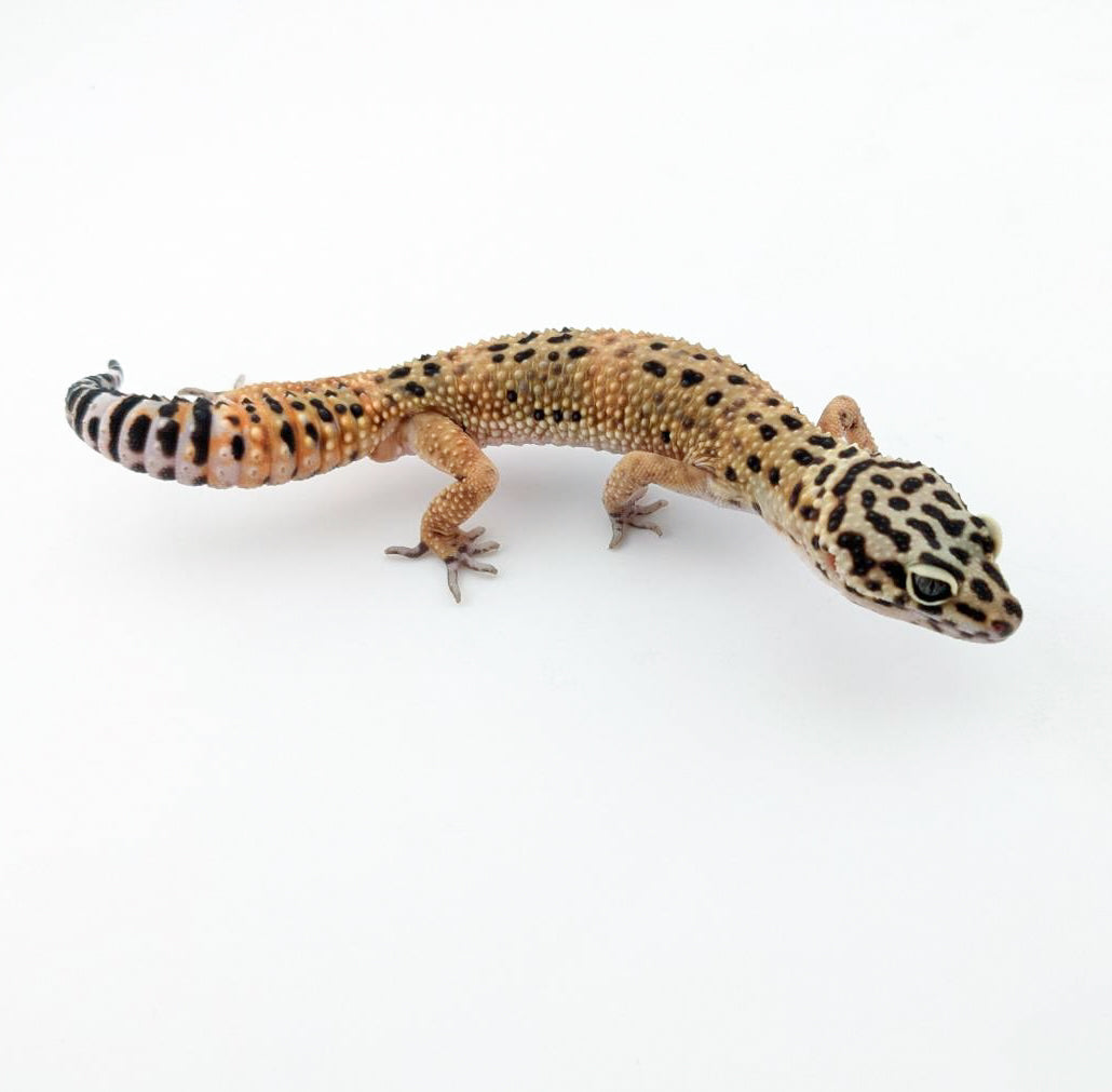 メラニスティッククロス