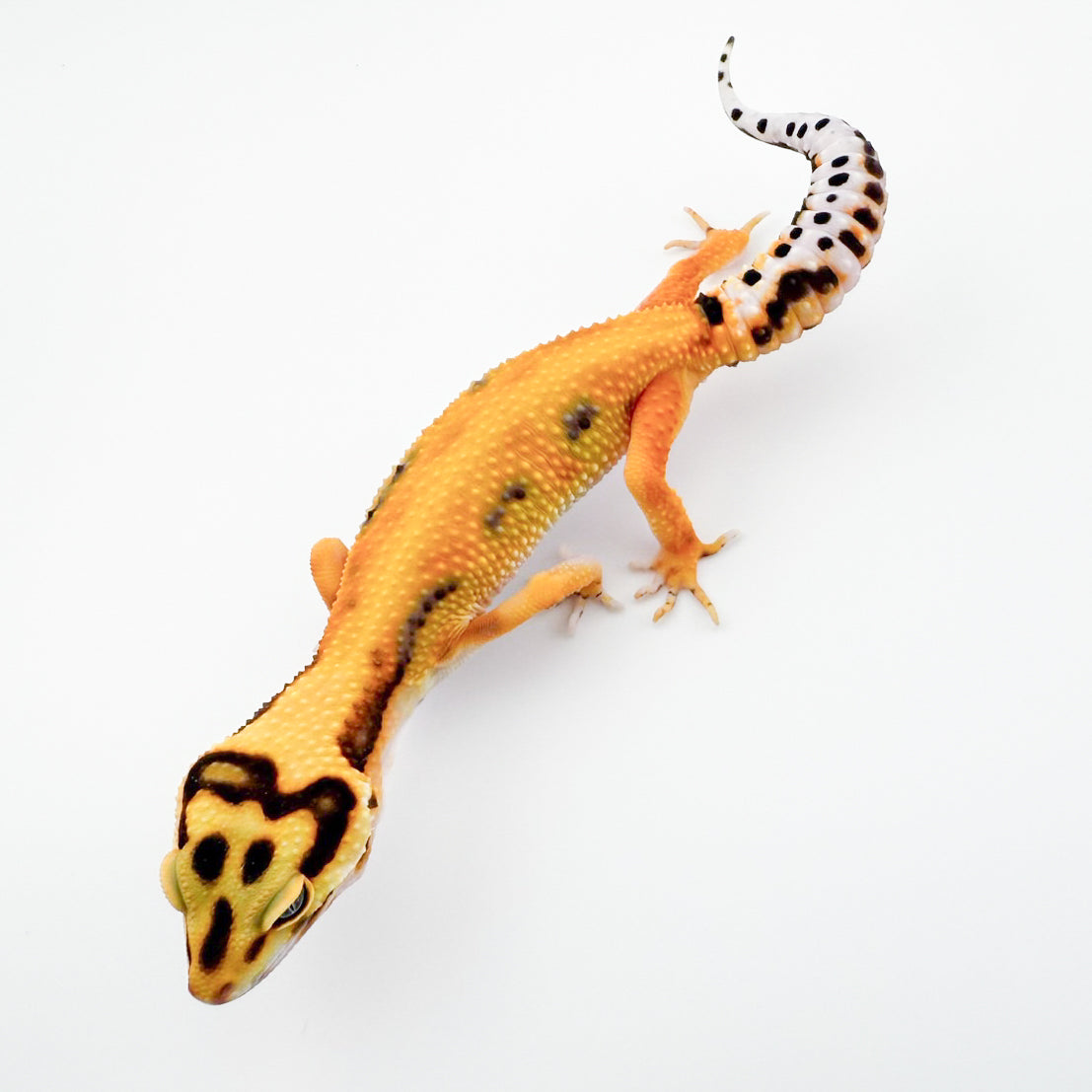 タンジェリンボールドpossWY