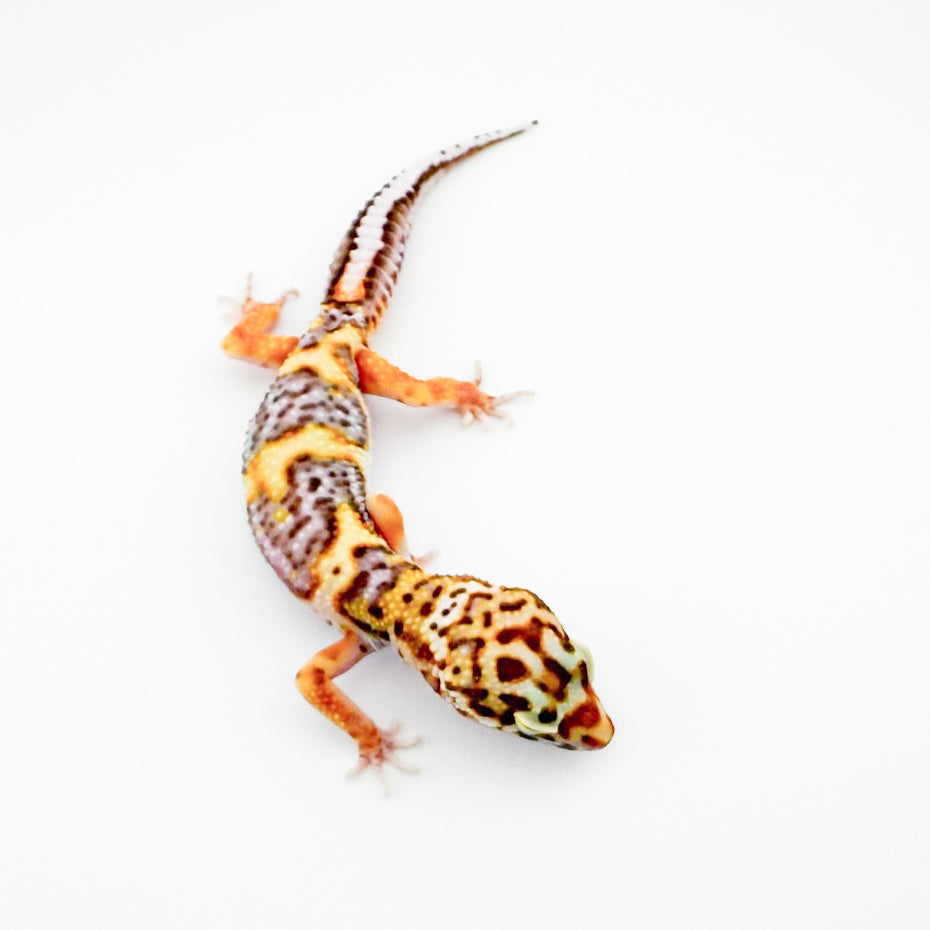 ボールドベルpossWY