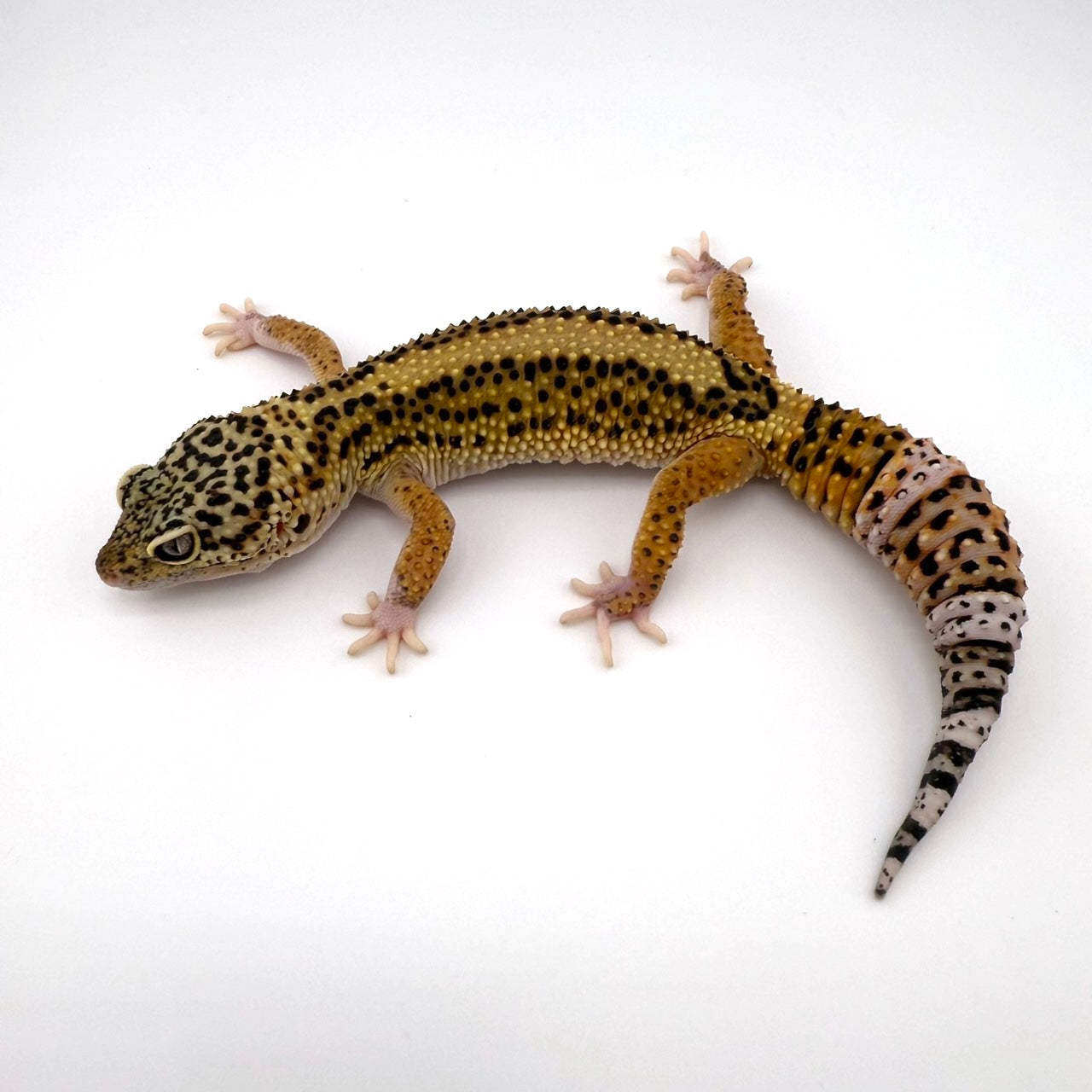 エクリプスボールドストライプ