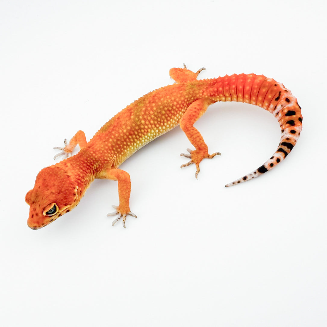 ブラッドドエメリン