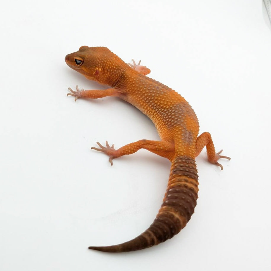 ラヴァブラックナイト