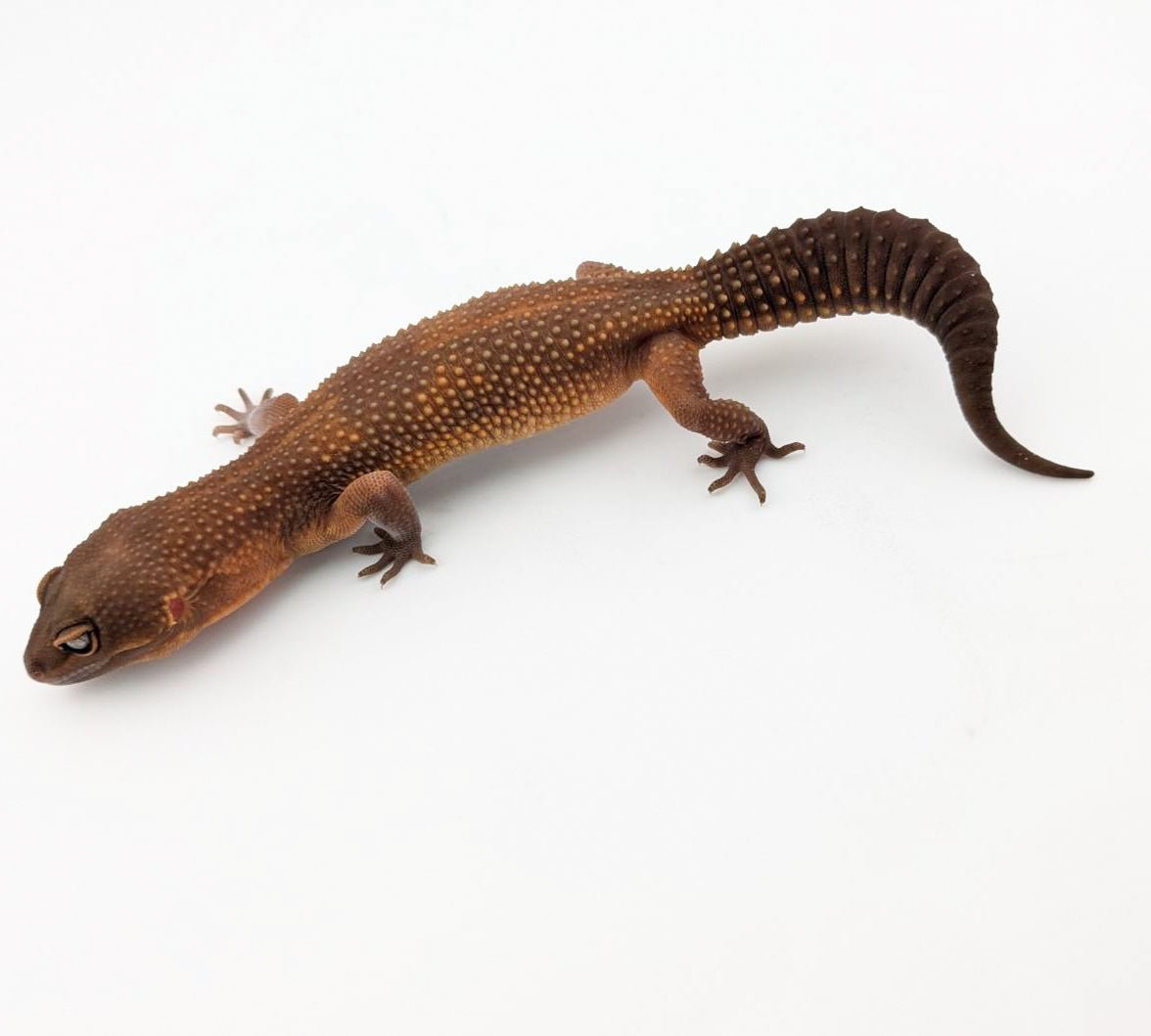 ライトラヴァブラックナイト