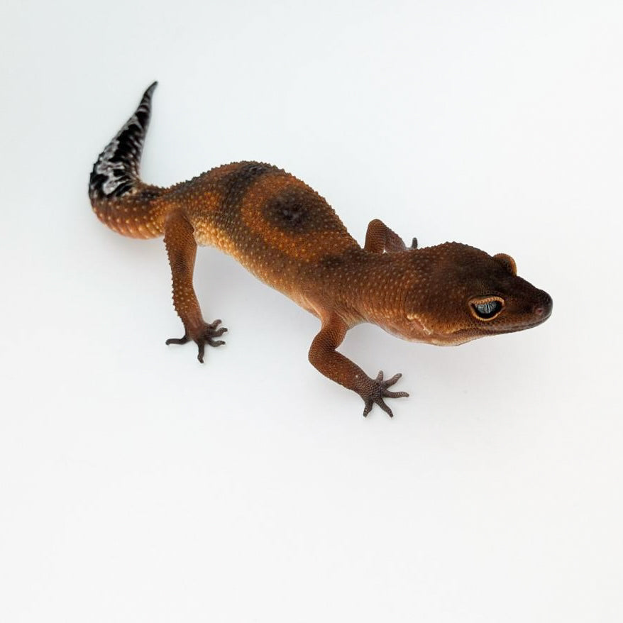 ライトマンダリンブラックナイト