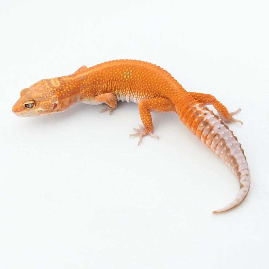 ブラックウォーター50%hetエクリプス