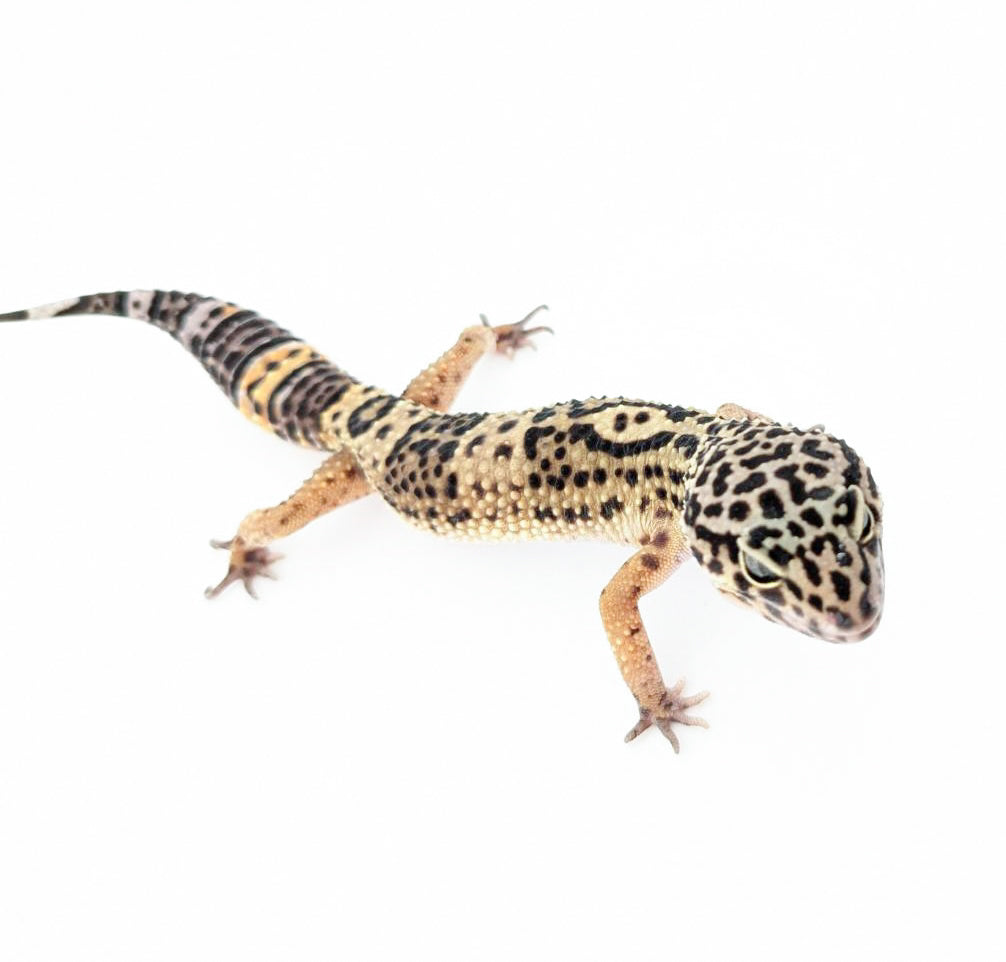 メラニスティッククロス