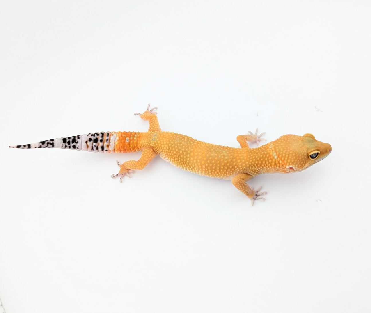 メラニスティックタンジェリンMIX