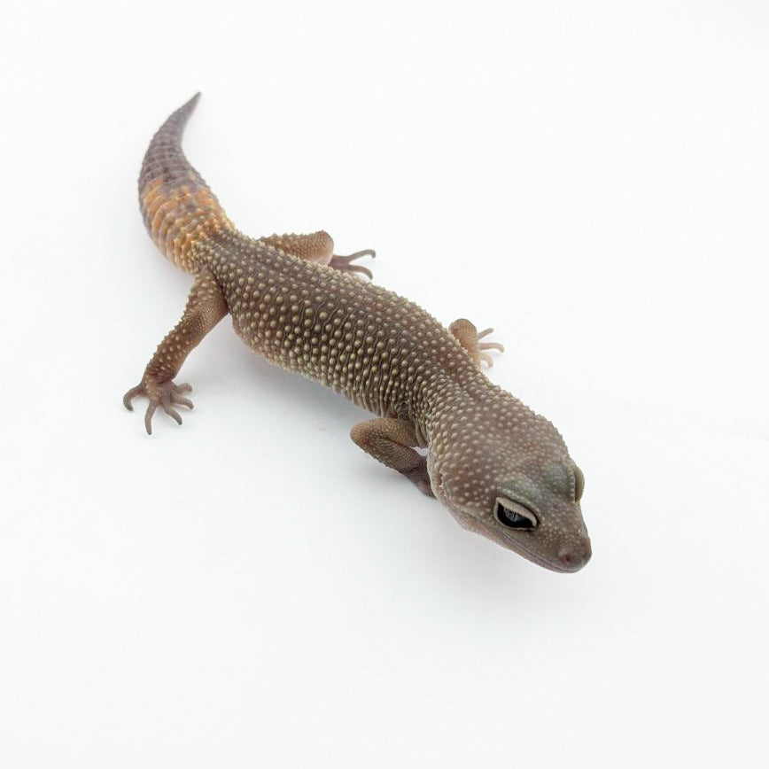 タンジェリンジャングル