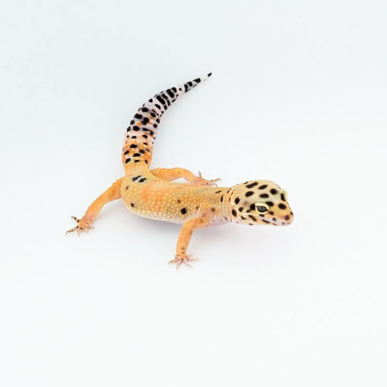 キャリコファイアフォックス