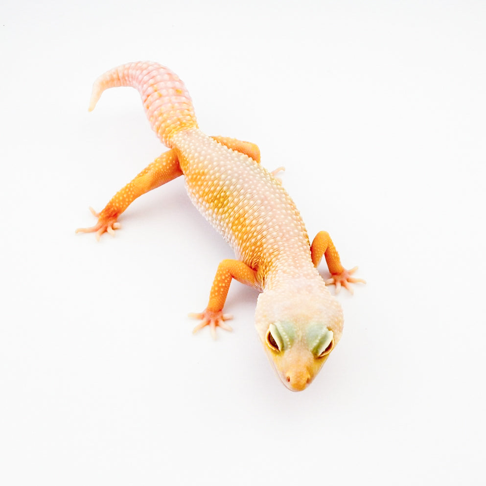 アルビノリューシ