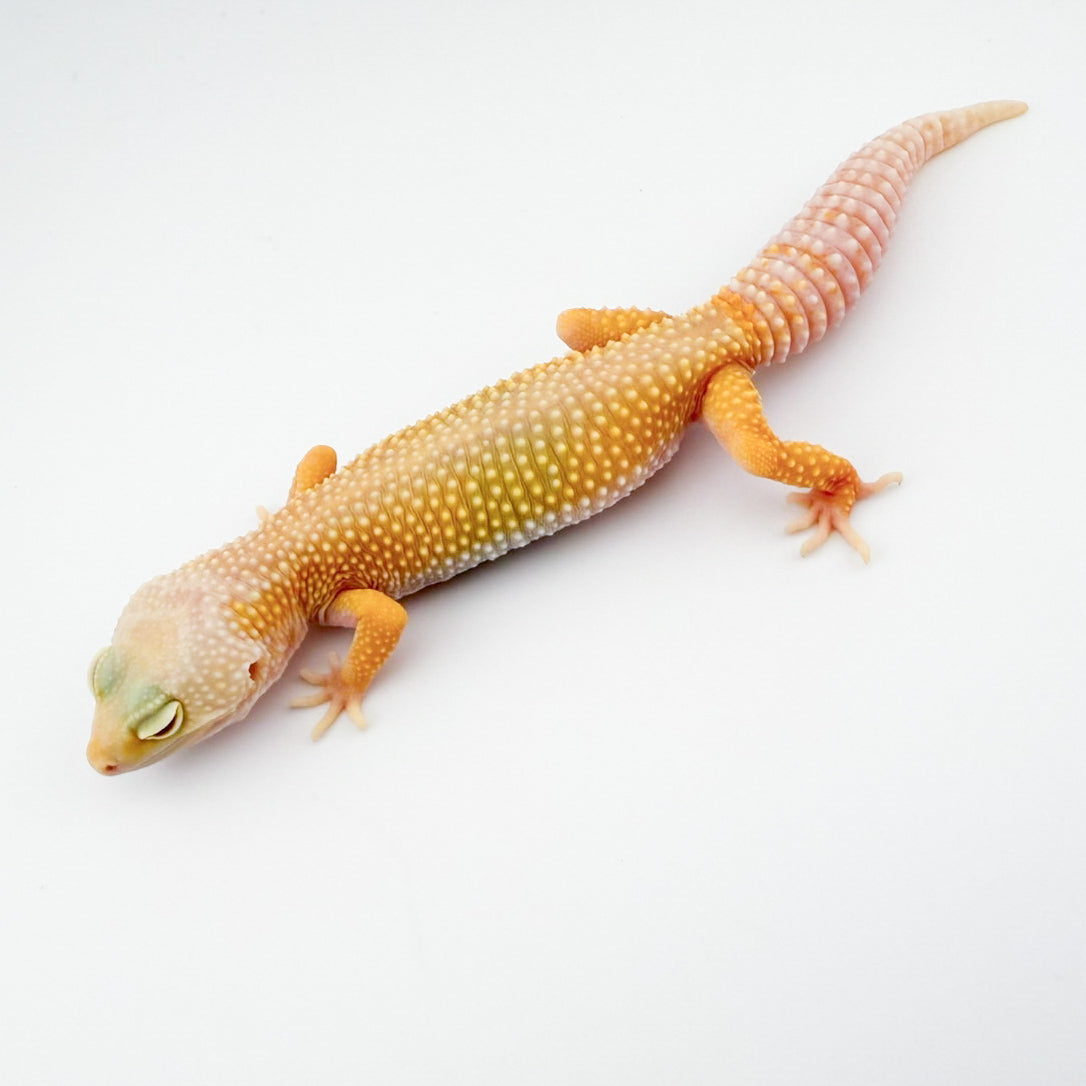 アルビノリューシ