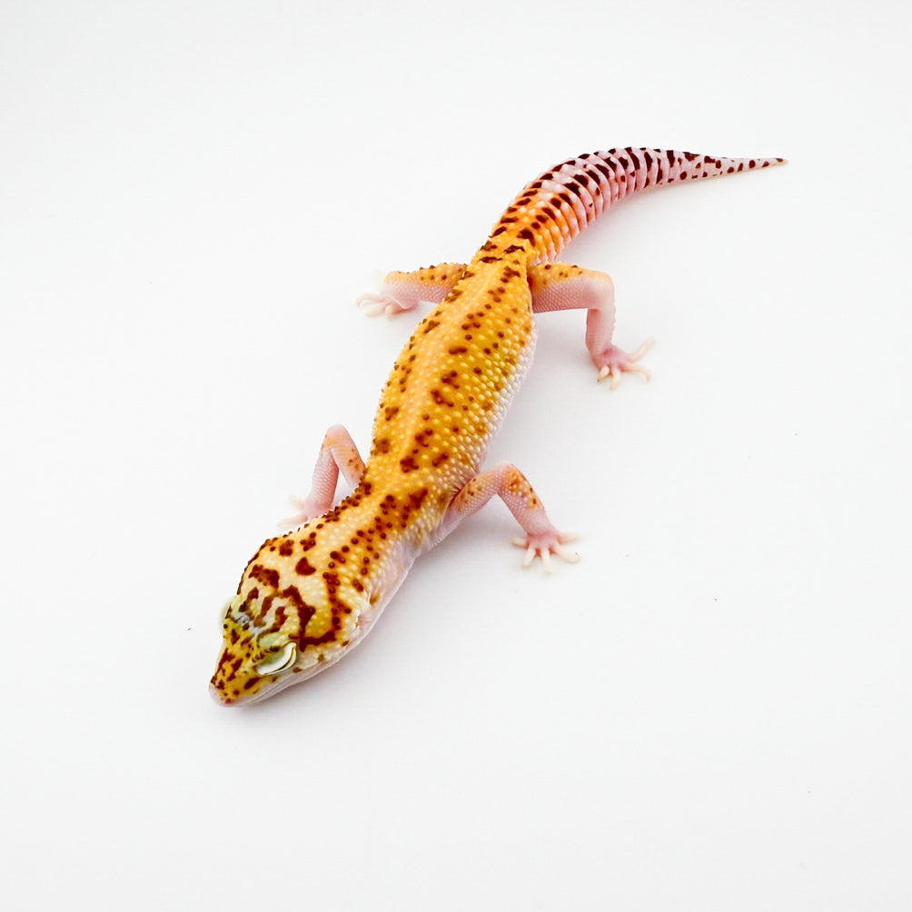 スノーラプター