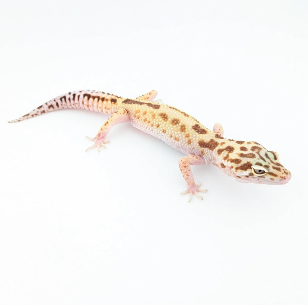 スノーラプター