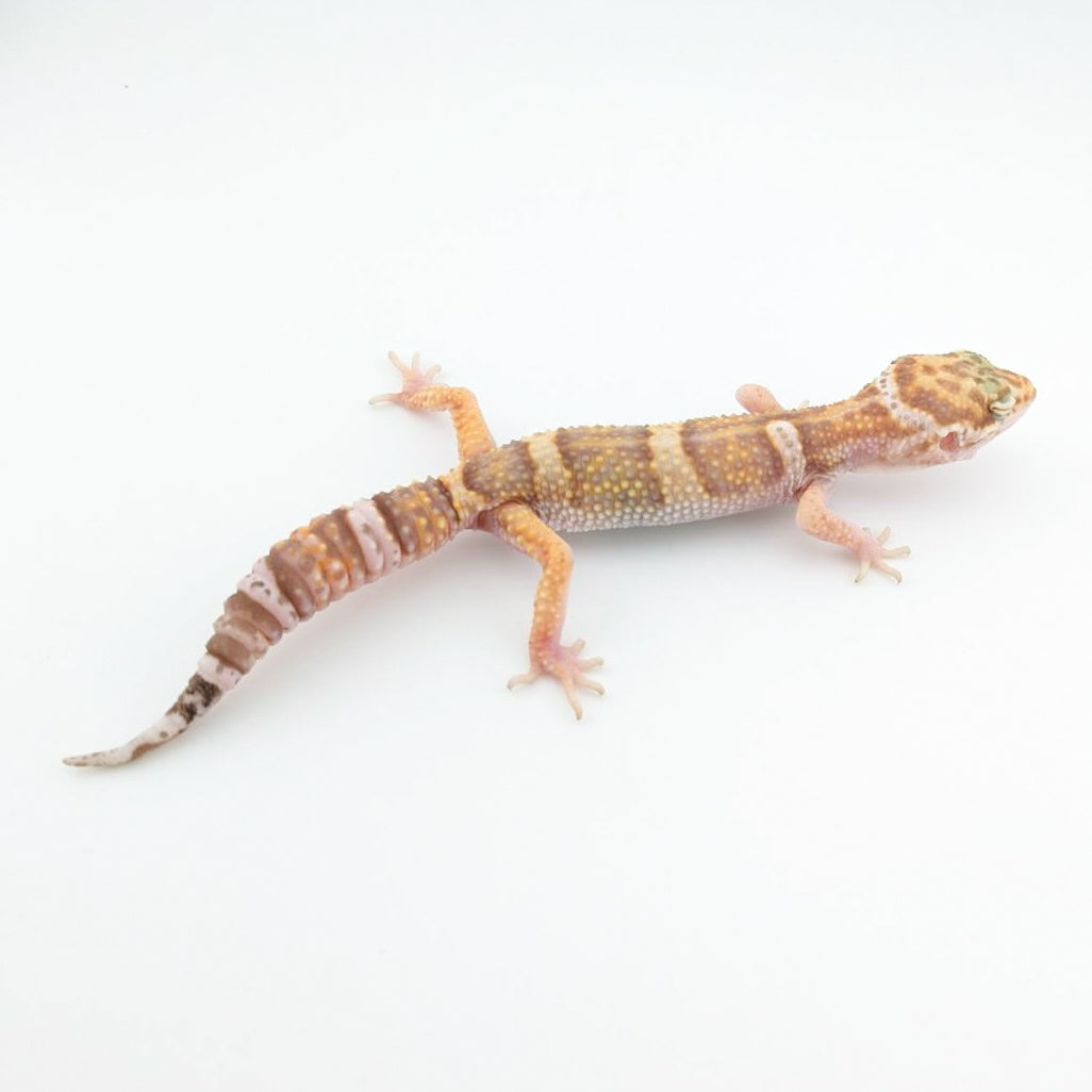 スノーラプター