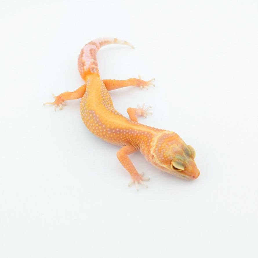 ファイアウォーター