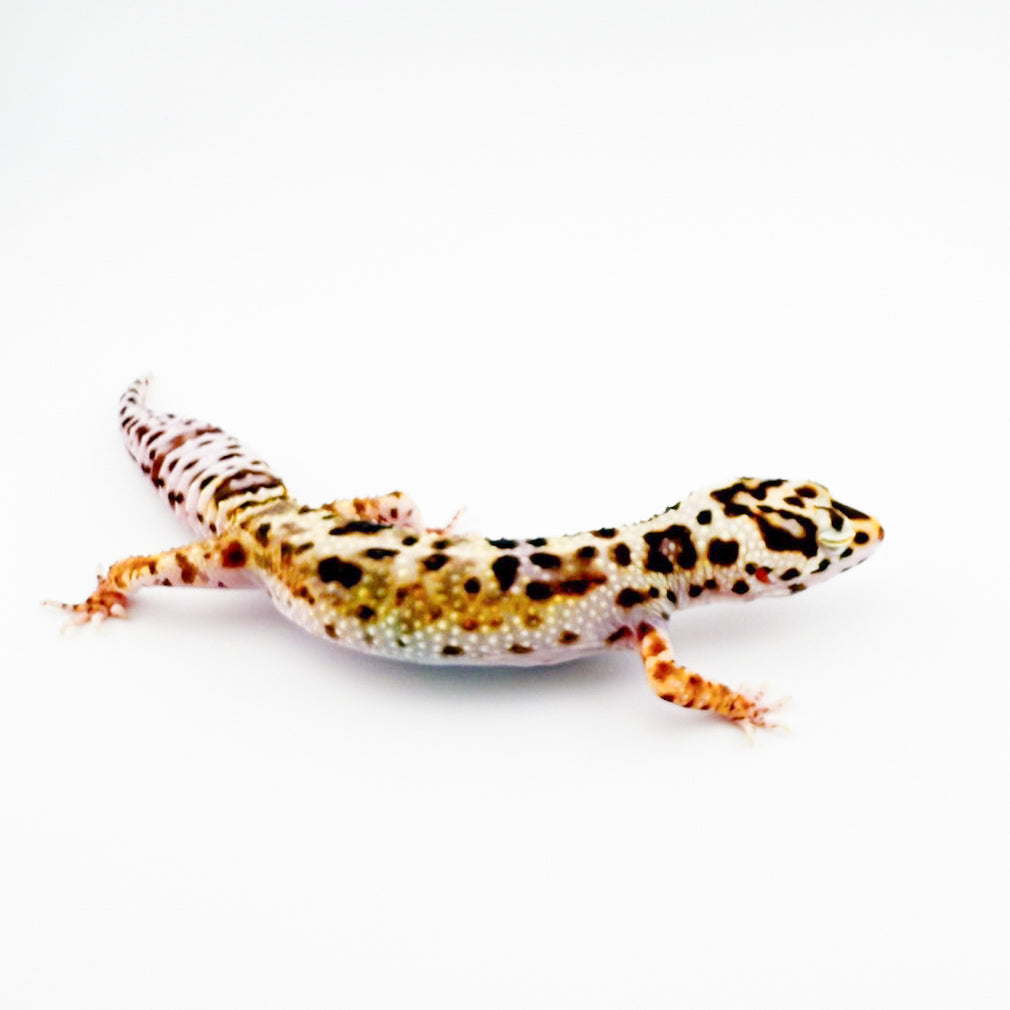 マックスノーベルエニグマ