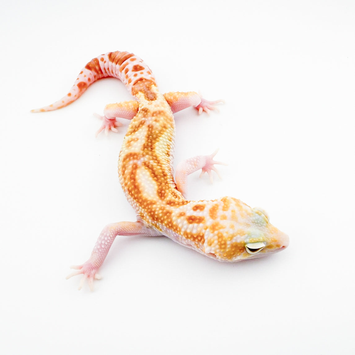 マックスノータイフーン