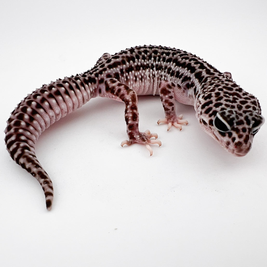 スーパーマックスノー